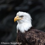 5208 Bald Eagle, Homer, Alaska