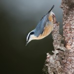5216 Red-breasted Nuthatch (Sitta canadensis), Alaska