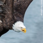 5217 Bald Eagle, Homer, Alaska