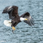 5221 Bald Eagle, Homer, Alaska