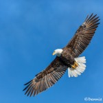 5222 Bald Eagle, Homer, Alaska