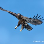 5225 Juvenile Bald Eagle, Homer, Alaska