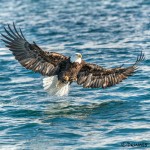 5229 Bald Eagle, Homer, Alaska