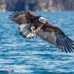 5230 Bald Eagle Homer, Alaska