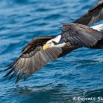 5232 Bald Eagle, Homer, Alaska