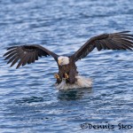 5234 Bald Eagle, Homer, Alaska