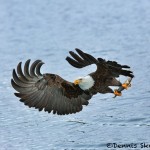 5235 Bald Eagle, Homer, Alaska
