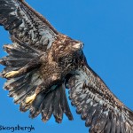 5236 Juvenile Bald Eagle, Homer, Alaska