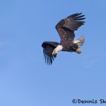 5238 Bald Eagle, Homer, Alaska