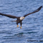 5239 Bald Eagle, Homer, Alaska