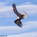 5241 Bald Eagle, Homer, Alaska