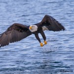 5242 Bald Eagle, Homer, Alaska