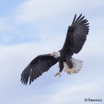 5243 Bald Eagle, Homer, Alaska