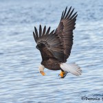 5246 Bald Eagle, Homer, Alaska