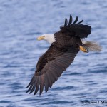 5245 Bald Eagle, Homer, Alaska