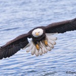 5247 Bald Eagle, Homer, Alaska