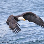 5249 Bald Eagle, Homer, Alaska