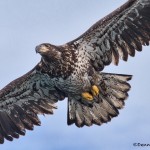 5250 Juvenile Bald Eagle, Homer, Alaska