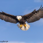 5252 Bald Eagle, Homer, Alaska