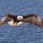 5253 Bald Eagle, Homer, Alaska