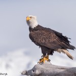5254 Bald Eagle, Homer, Alaska