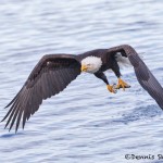 5255 Bald Eagle, Homer, Alaska