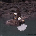 5257 Aggressive Bald Eagles, Homer, Alaska