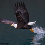 5258 Bald Eagle, Homer, Alaska