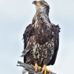 5261 Juvenile Bald Eagle, Homer, Alaska