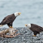 5262 Bald Eagles, Homer, Alaska