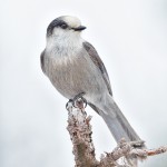 5264 Gray Jay (Perisoreus canadensis), Homer, Alaska
