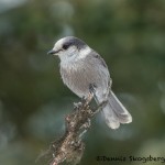 5266 Gray Jay (Perisoreus canadensis), Homer, Alaska