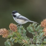 5267 Black-capped Chicadee (Poecile atricapillus), Homer, Alaska