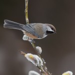 5268 Boreal Chickadee (Poecile hudsonicus), Homer, Alaska