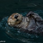 5274 Sea Otter, Alaska
