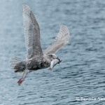5277 Glaucous-winged Gull (Larus glaucescens), Homer, Alaska