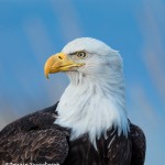 5282 Bald Eagle, Homer, Alaska