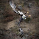 5283 Bald Eagle, Homer, Alaska