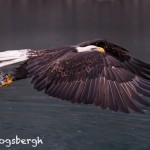 5284 Bald Eagle, Homer, Alaska