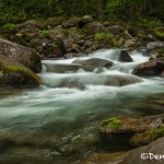 5308 Cascade, Spring, Great Smoky Mountains National Park, TN