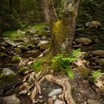 5314 Tree, Sam's Creek, Spring, Great Smoky Mountains National Park, TN