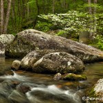 5315 Spring, Great Smoky Mountains National Park, TN