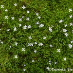 5335 Springtime Flowers, Great Smoky Mountains National Park, TN