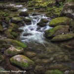 5336 Cascade, Spring, Great Smoky Mountains National Park, TN