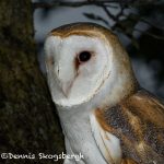 5352 Barn Owl (Tyto alba)