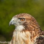 5353 Red-tailed Hawk (Buteo jamaicensis)