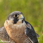 5354 Peregrine Falcon (Falco peregrinus)