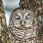 5357 Barred Owl (Strix varia)