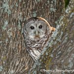 5358 Barred Owl (Strix varia)