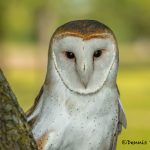 5359 Barn Owl (Tyto alba)